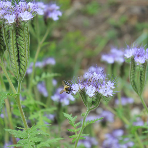 Gründünger für Bienen und Boden