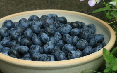 Heidelbeeren: Schön zu jeder Jahreszeit