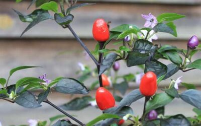 Chili (Capsicum annuum) 