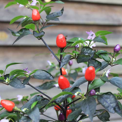 ©WortundBlatt | Chili