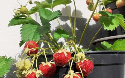 Erdbeeren (Fragaria ananassa)