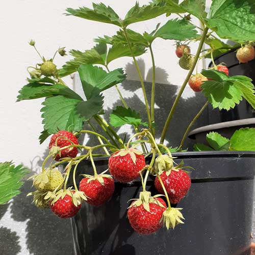 Erdbeeren (Fragaria ananassa)