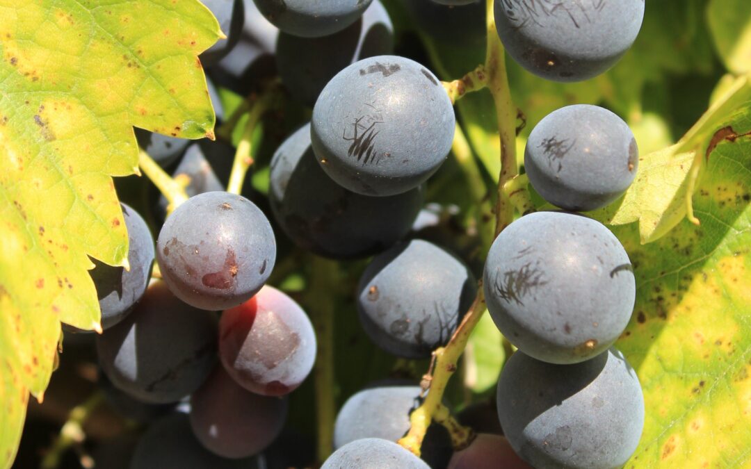 Weintraube ‚Muscat Bleu‘ (Vitis vinifera)
