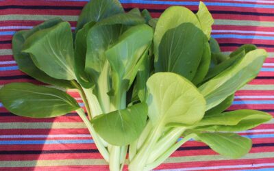 Pak Choi (Brassica rapa subspecies sinensis)