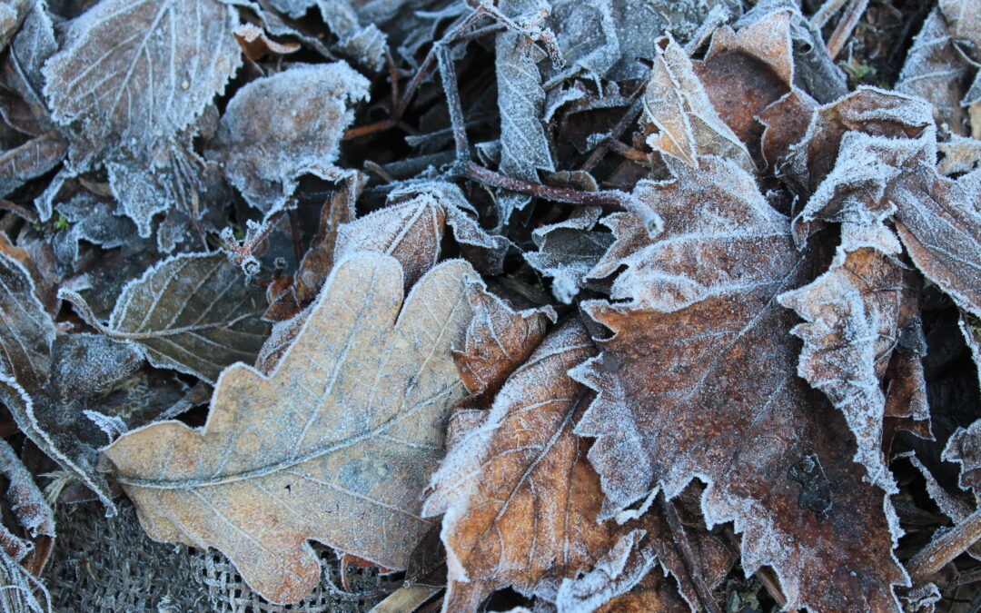 Gut zugedeckt: Mulch