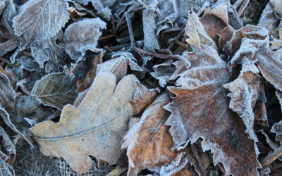 Gut zugedeckt: Mulch