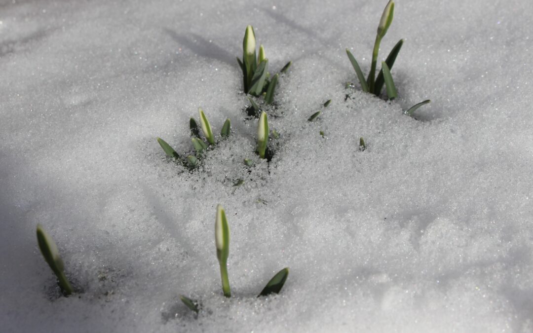 Schneeglöckchen! (Galanthus nivalis)