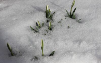 Schneeglöckchen! (Galanthus nivalis)