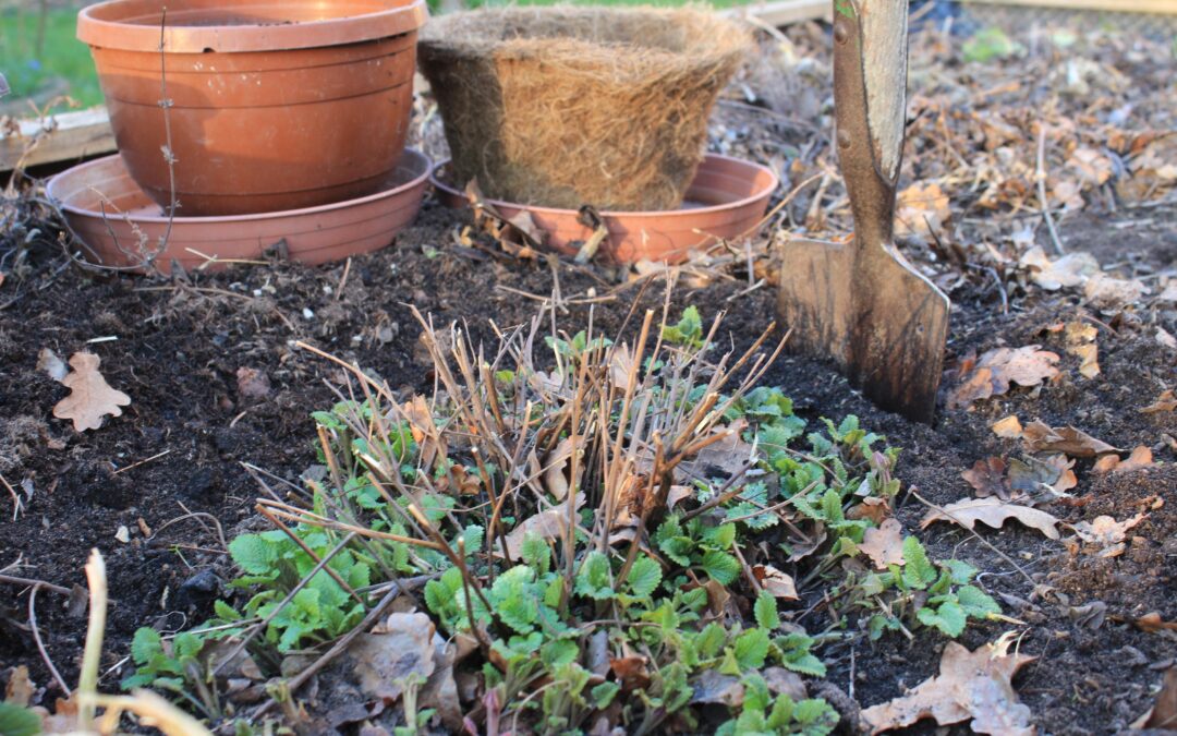 Melisse eintopfen (Melissa officinalis)