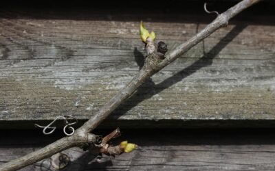 Frühling und Wilder Wein