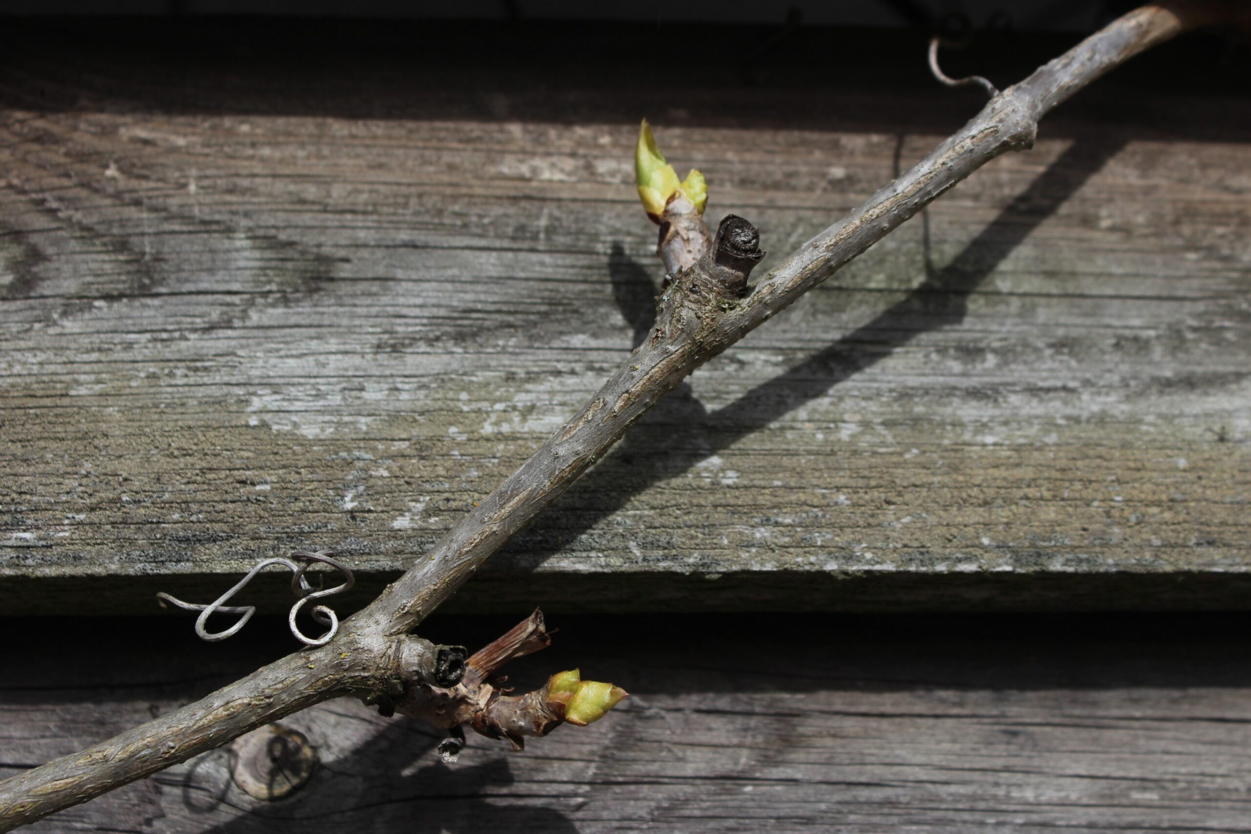 Blattknospen am Wilden Wein