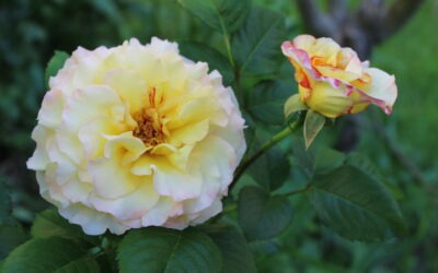 Rosenzeit! (Rosa)