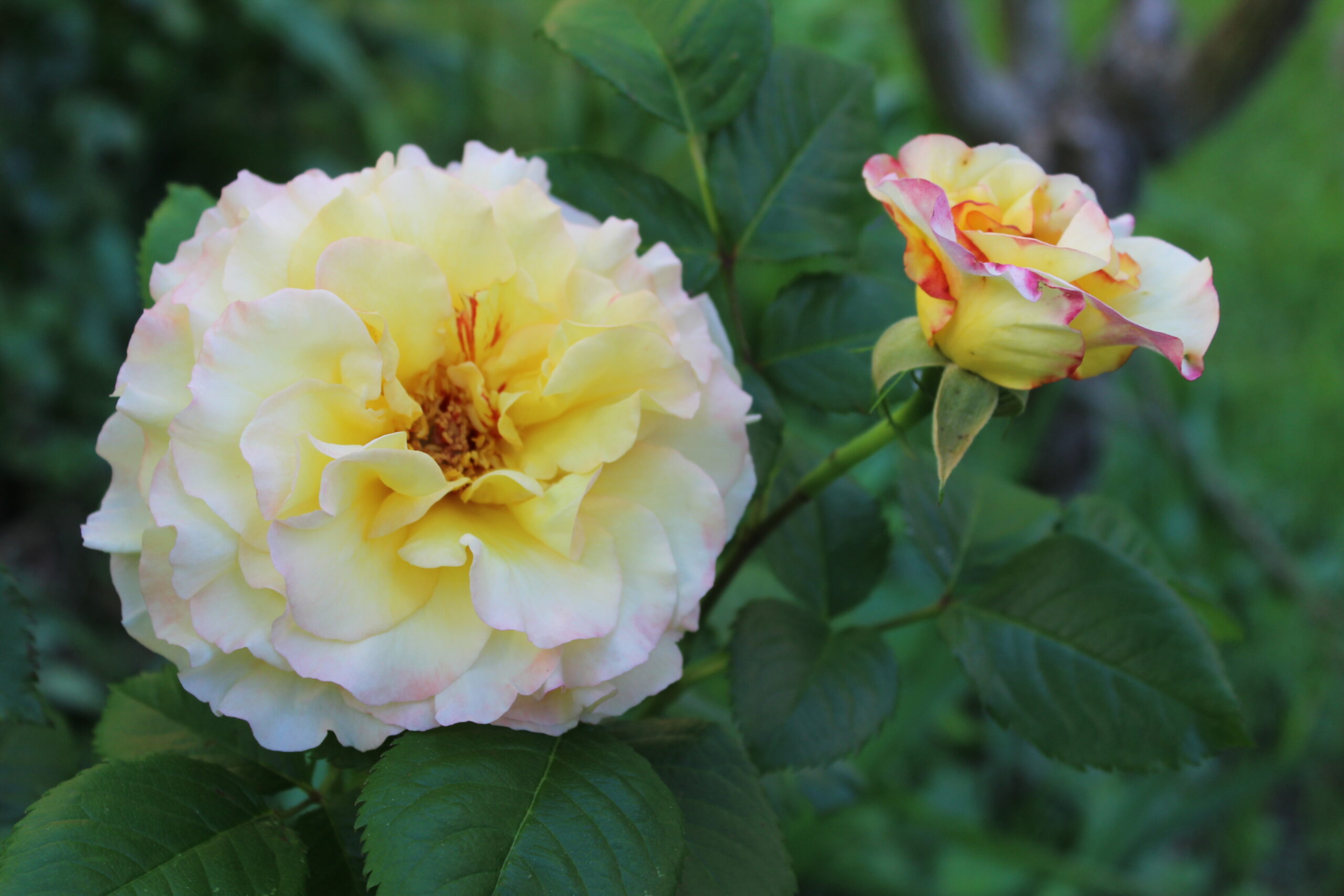 Gefülllte Aquarell Rose Ende Mai