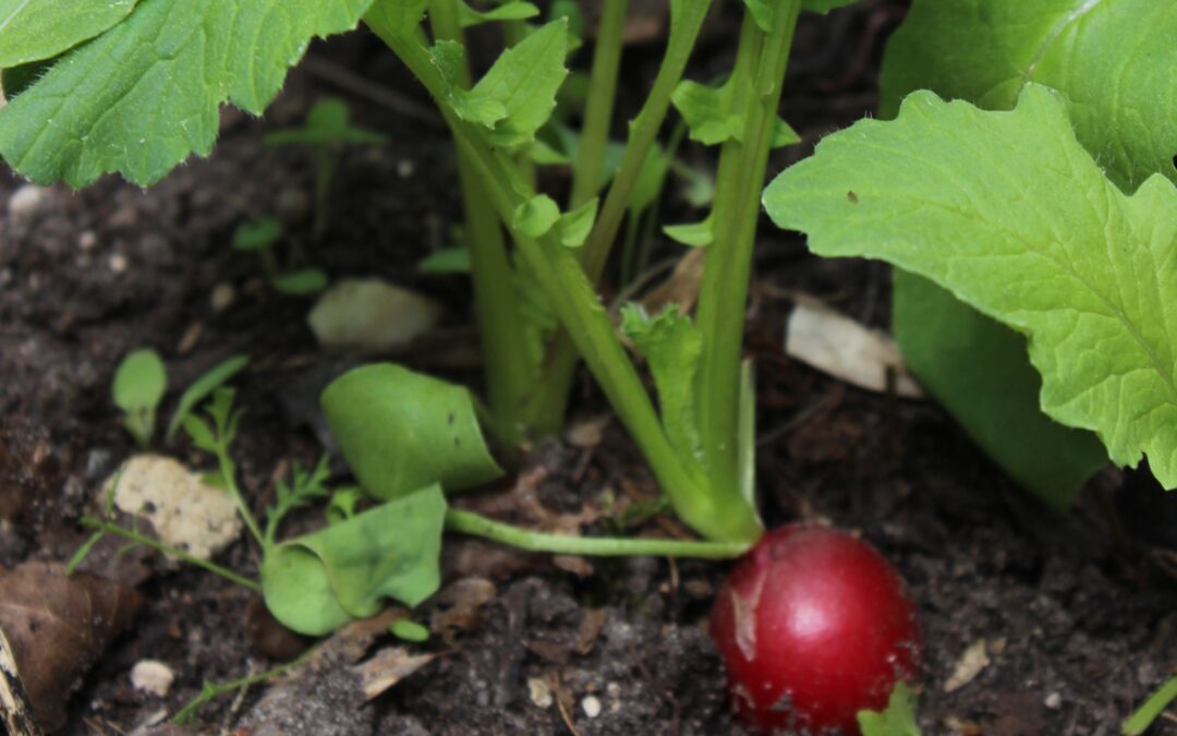 Radieschen im Hochbeet (Raphanus sativus)