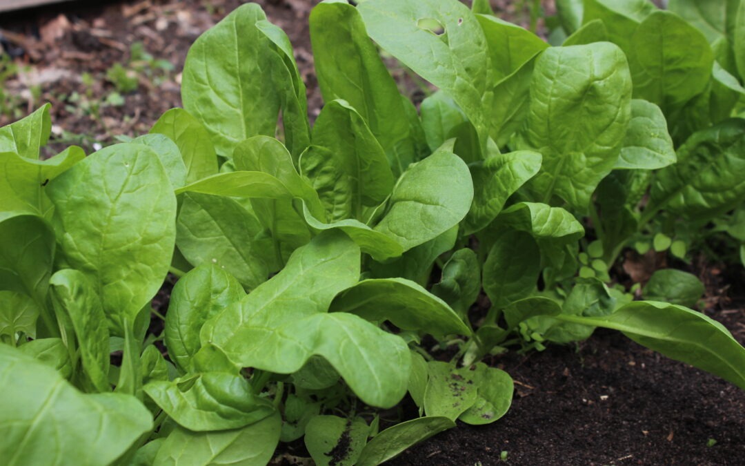 Spinat im Hochbeet (Spinacia oleracea)