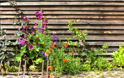 Sommer-Blumen