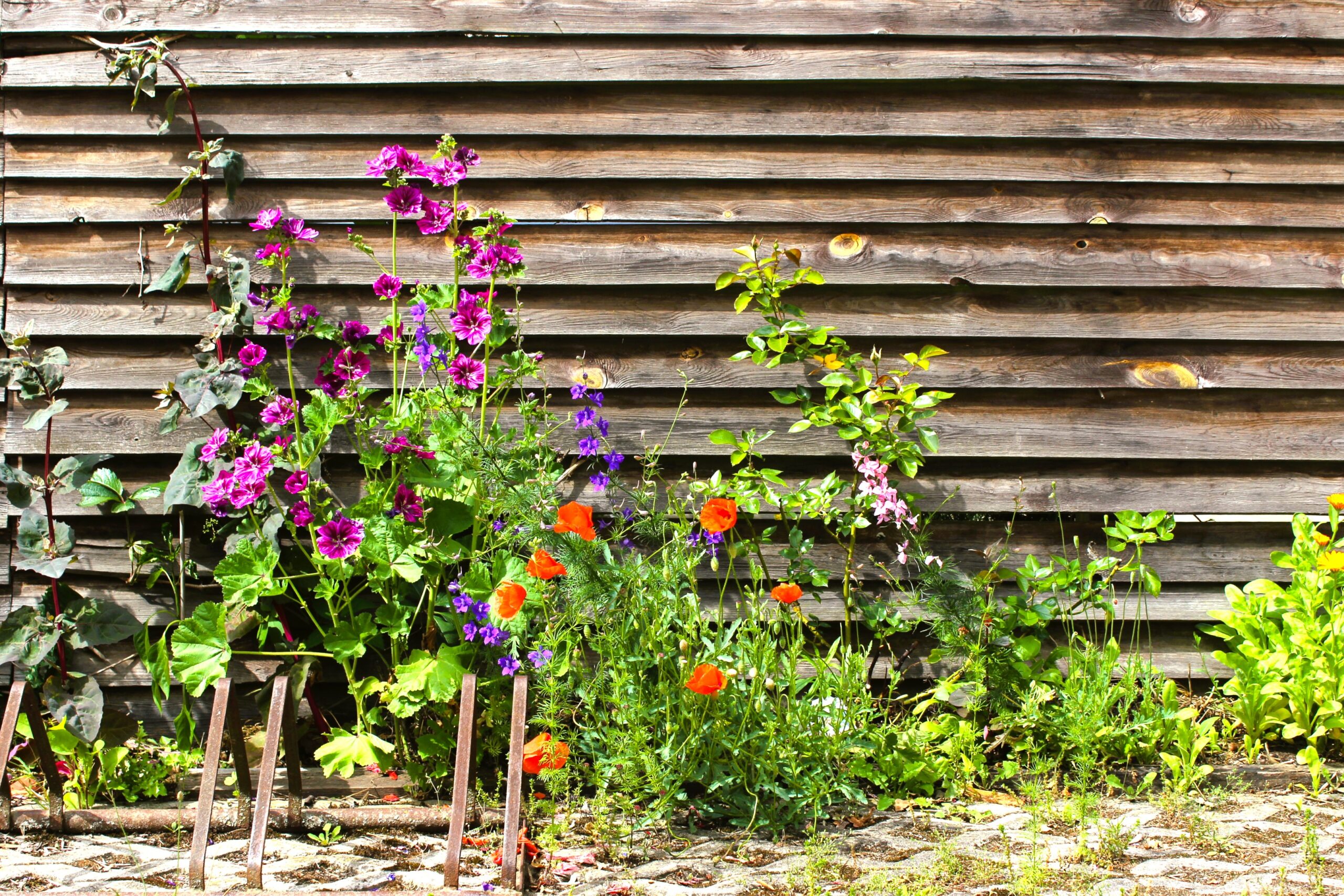 Sommerblumen vor einer Holzwand