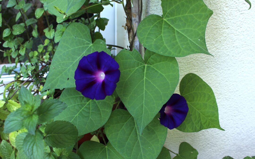 Purpur-Prunkwinde (Ipomea purpurea)