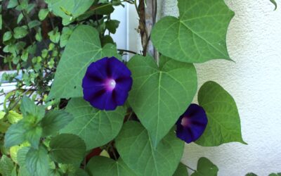 Purpur-Prunkwinde (Ipomea purpurea)