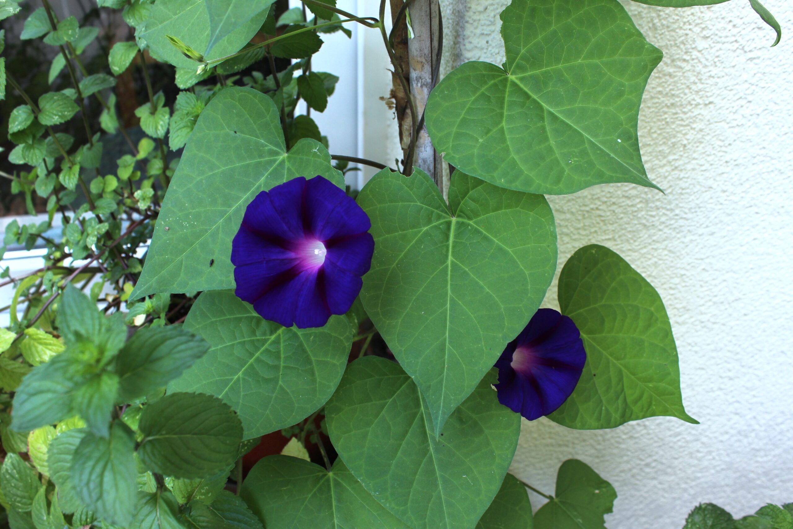 Ipomea purpurea