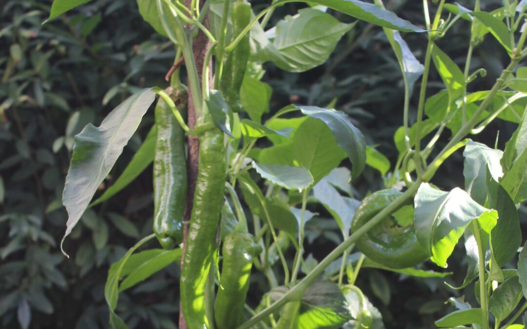 Spitzpaprika (Capsicum annuum)