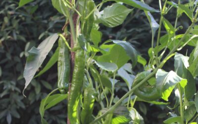 Spitzpaprika (Capsicum annuum)