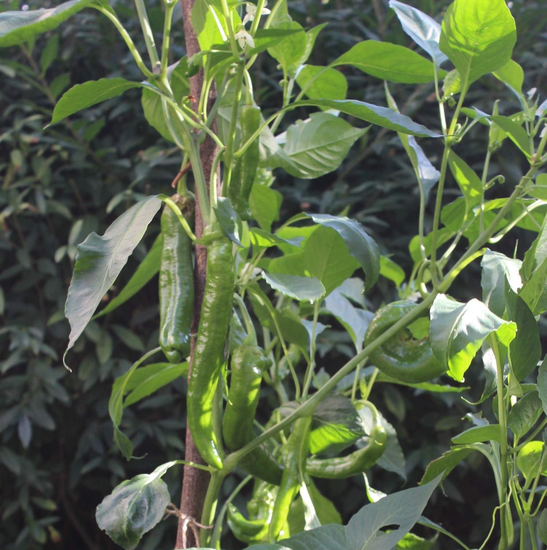reifende Spitzpaprika am Strauch