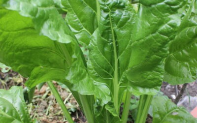 Mangold (Beta vulgaris)