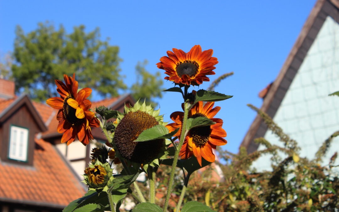Sonnenblume (Helianthus annuus)