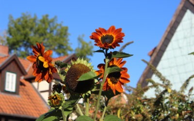 Sonnenblume (Helianthus annuus)