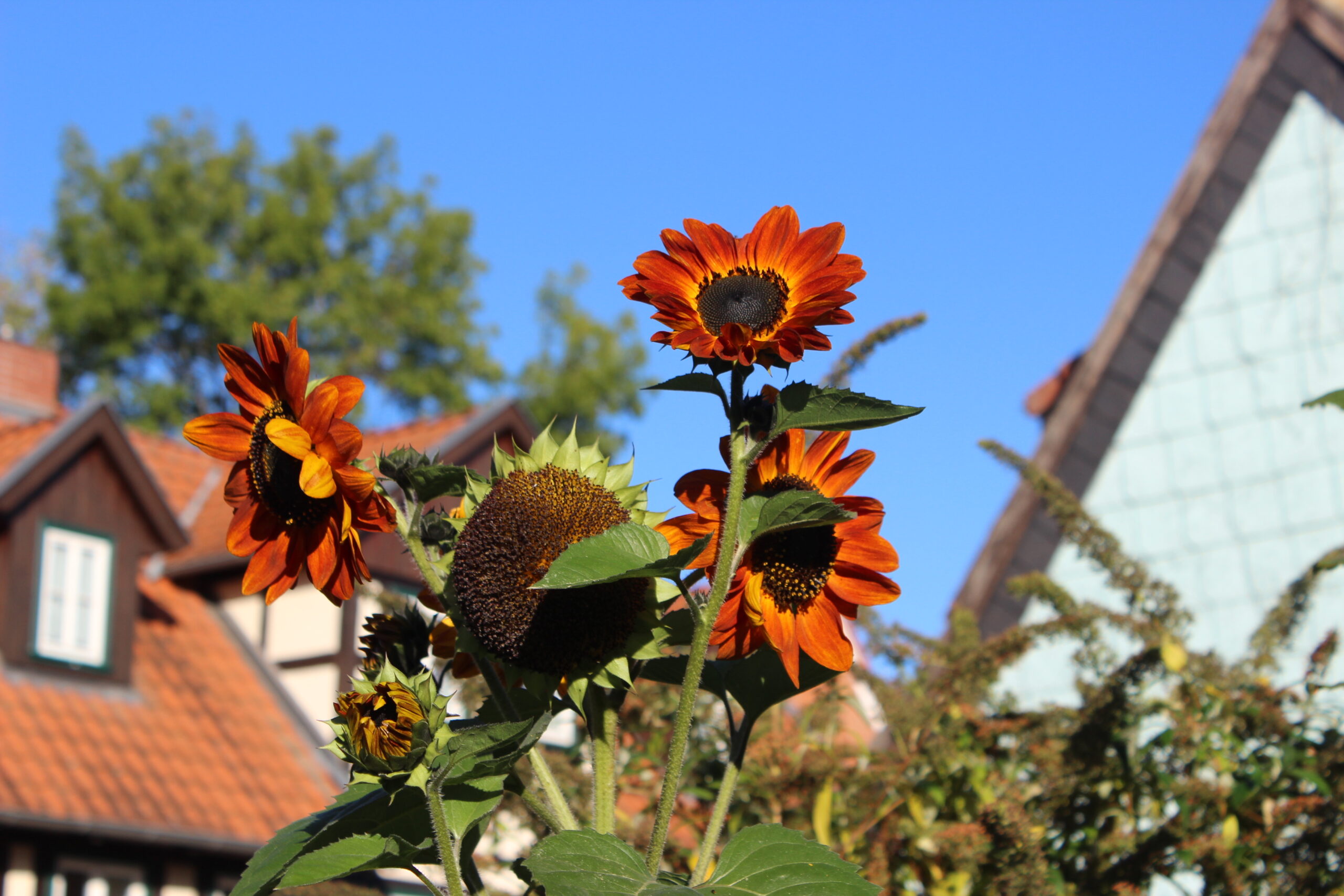 braune Sonnenblume eine Sonnenblume mit goldbraunen Blütenblättern vor blauem, klarem Himmel